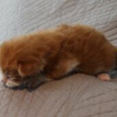 Our Red Male Maine Coon kitten, Dozer at Florida Maine Coons studio