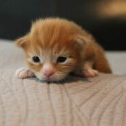 Dozer a 3 week old Male Maine Coon Kitten at OptiCoons Cattery in Florida